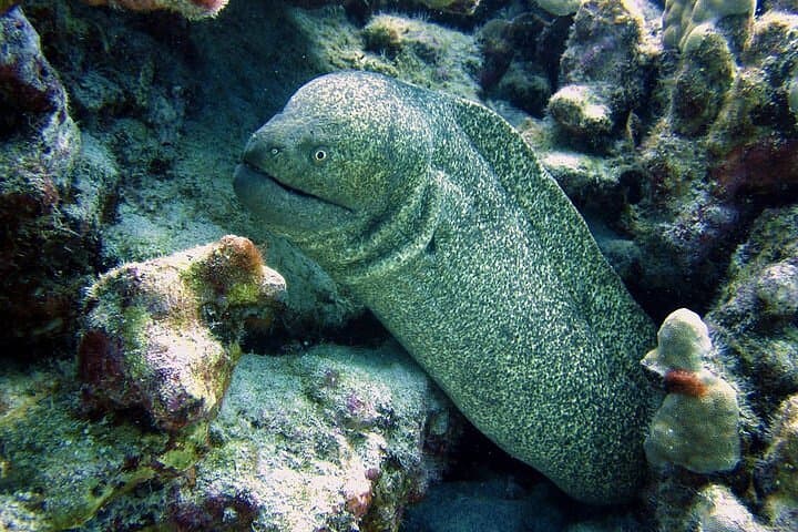 Hilo Remote Tropical Reef 2-Tank Boat Dive: Lava Tubes, Pinnacles & Spinner Dolphins photo 2