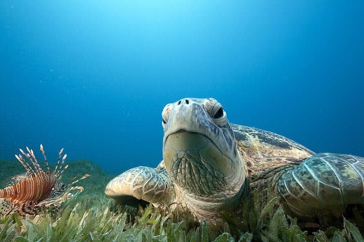 Hilo Remote Tropical Reef 2-Tank Boat Dive: Lava Tubes, Pinnacles & Spinner Dolphins photo 3