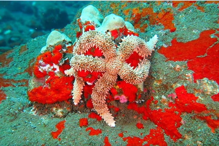 Hilo Remote Tropical Reef 2-Tank Boat Dive: Lava Tubes, Pinnacles & Spinner Dolphins photo 4