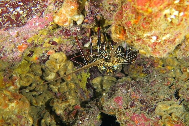 Hilo Remote Tropical Reef 2-Tank Boat Dive: Lava Tubes, Pinnacles & Spinner Dolphins photo 6
