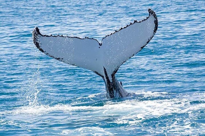 Hilo Royal Humpback Whale Exploration — Big Island Whale Watching