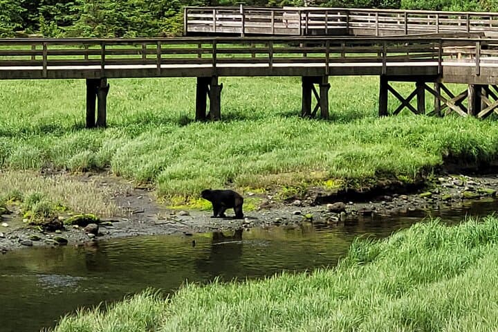 Ketchikan Private Tour: Customize Your Own Alaskan Rainforest, Totems & Wildlife Experience photo 5