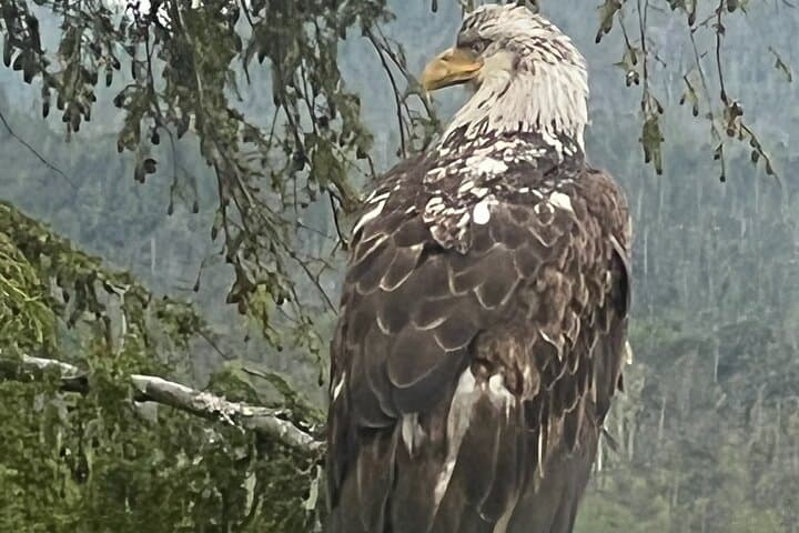 Ketchikan Private Tour: Customize Your Own Alaskan Rainforest, Totems & Wildlife Experience photo 6