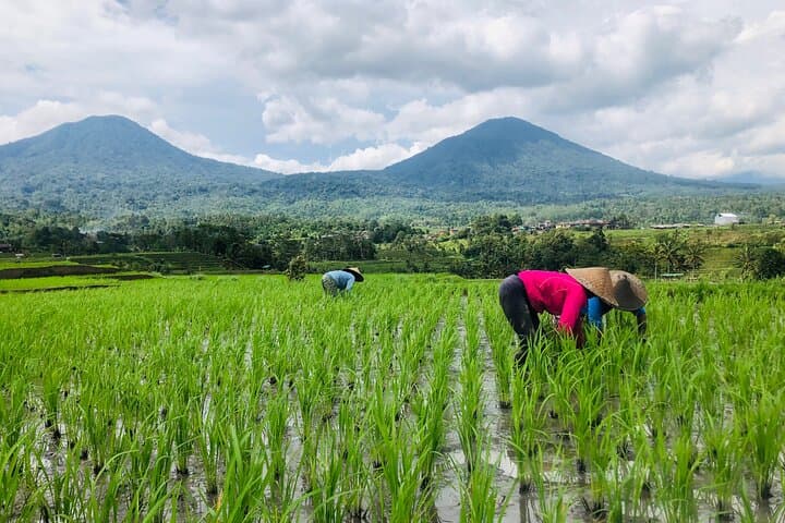 Jatiluwih & Ulun Danu Beratan: A Day Tour from Ubud to UNESCO Rice Terraces photo 4