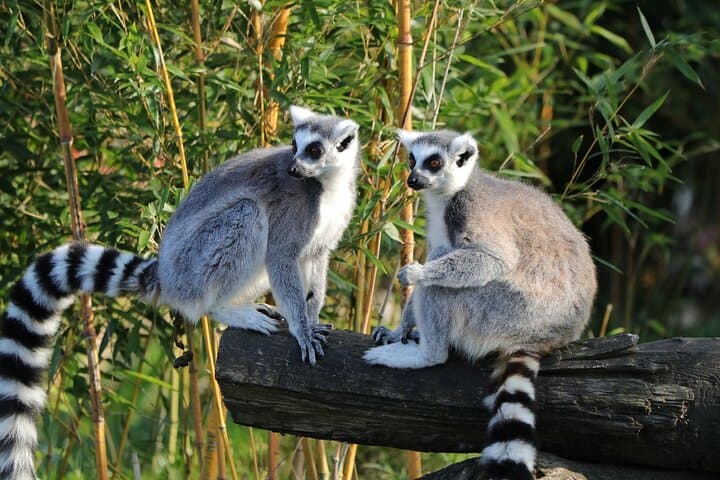 Madagascar Baobab & Tsingy: 9-Day Family Safari from Antananarivo photo 4