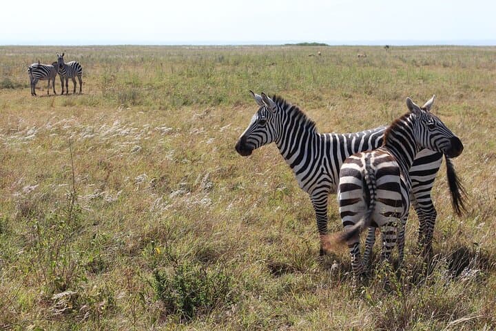 Experience Nairobi National Park Safari on a Layover: Wildlife Within the City