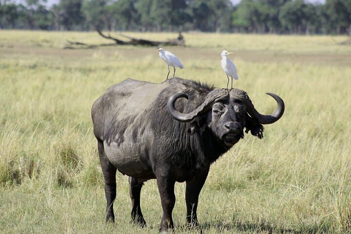 Experience Nairobi National Park Safari on a Layover: Wildlife Within the City photo 3