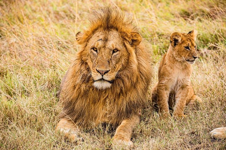 Experience Nairobi National Park Safari on a Layover: Wildlife Within the City photo 4