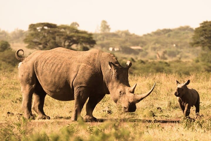 Experience Nairobi National Park Safari on a Layover: Wildlife Within the City photo 2