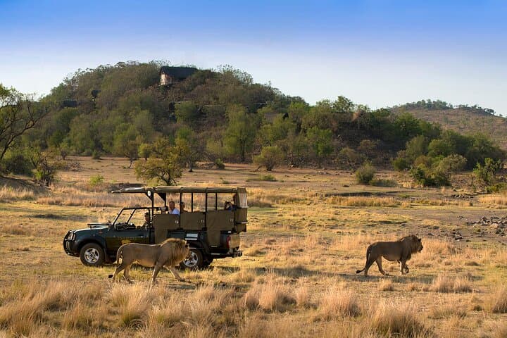Full-Day Pilanesberg Safari Adventure from Johannesburg — Open-vehicle Big Five Day Trip