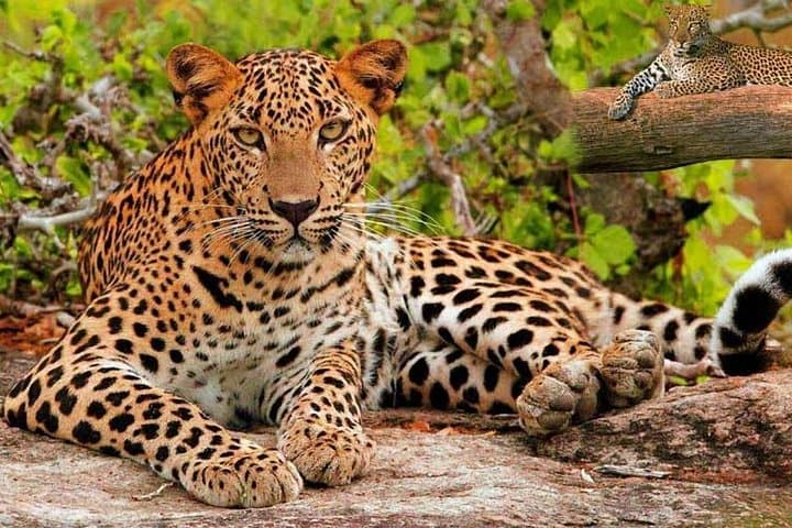 Golden Triangle Highlights: Taj Mahal Sunrise, Agra Fort & Jhalana Leopard Safari photo 3