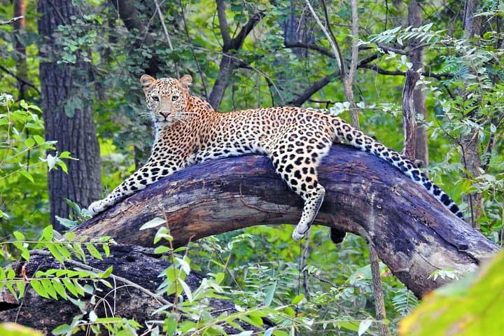 Golden Triangle Highlights: Taj Mahal Sunrise, Agra Fort & Jhalana Leopard Safari photo 2