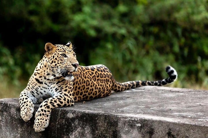 Golden Triangle Highlights: Taj Mahal Sunrise, Agra Fort & Jhalana Leopard Safari photo 1