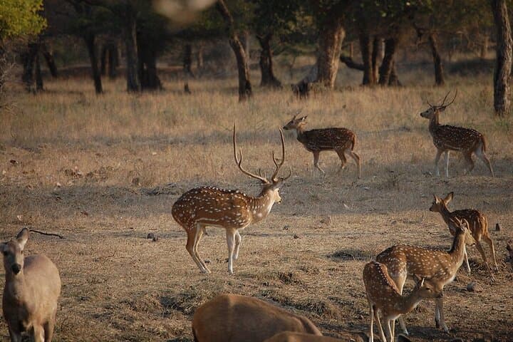 Jaipur to Ranthambore: One-Day Tiger Safari and Wildlife Drive photo 4
