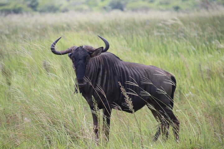 Richards Bay Big 5 Safari at Hluhluwe‑iMfolozi — 8–10 Hour Shore Excursion photo 4