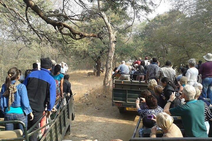 Jaipur to Ranthambore: One-Day Tiger Safari and Wildlife Drive photo 3