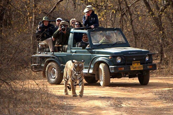 Jaipur to Ranthambore: One-Day Tiger Safari and Wildlife Drive photo 2