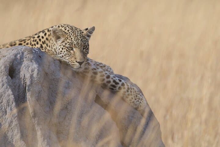 Full-Day Chobe Safari and Sunset River Cruise from Victoria Falls photo 3