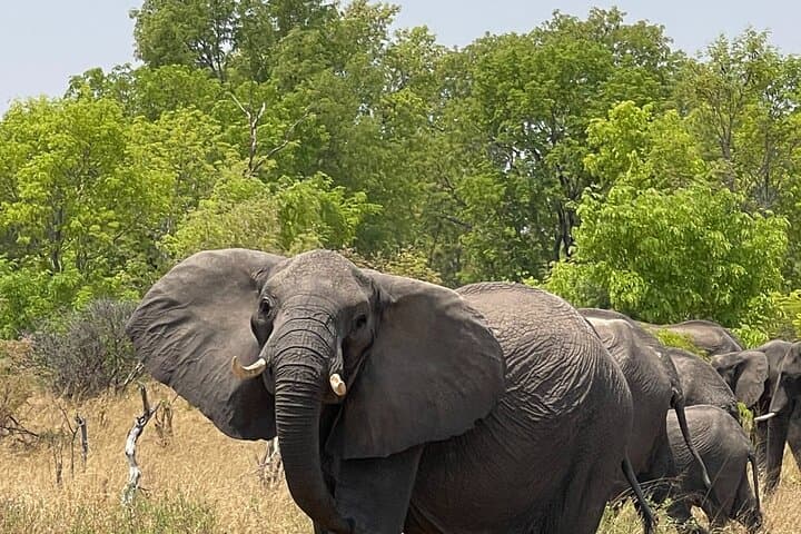 Full-Day Chobe Safari and Sunset River Cruise from Victoria Falls photo 5