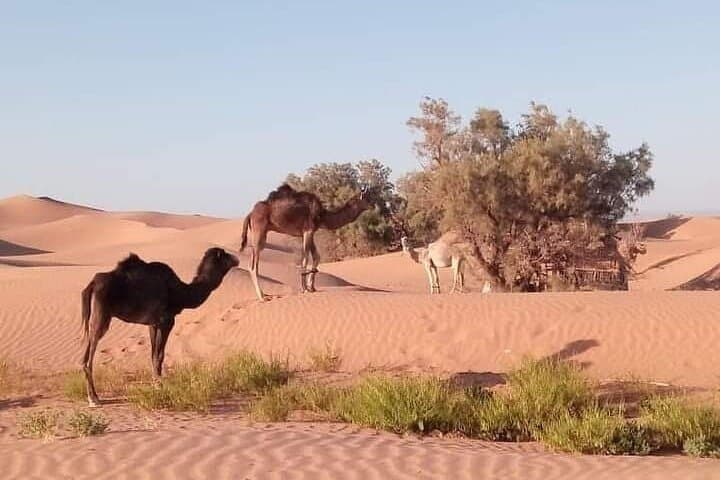 Agadir Mini Sahara Day Trip: Tifnit Coast, Massa Reserve & Berber Lunch