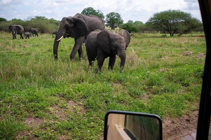 Day Safari in Tarangire National Park: Elephants, Baobabs & Birding from Arusha photo 1