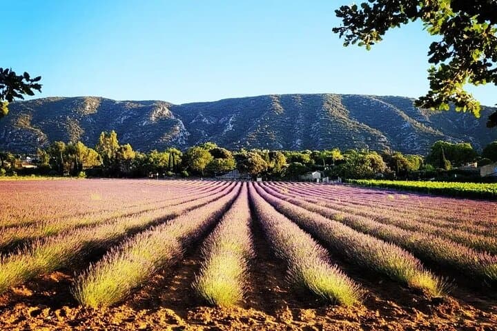 Lavender Fields of the Luberon: Full-Day Tour from Avignon