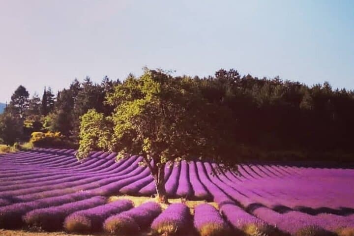 Lavender Fields of the Luberon: Full-Day Tour from Avignon photo 2