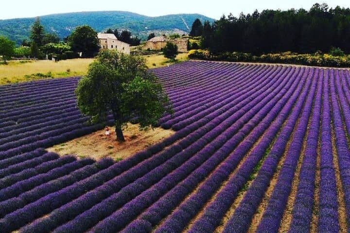 Lavender Fields of the Luberon: Full-Day Tour from Avignon photo 4
