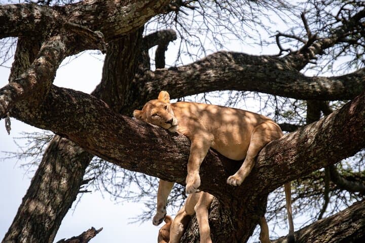 Budget 5-Day Tanzania Safari: Tarangire, Serengeti & Ngorongoro photo 6