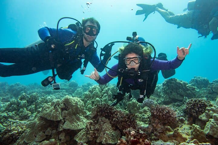 Small-Group Shallow Reef Dive in Oahu: Guided Shallow Coral Garden Boat Dive