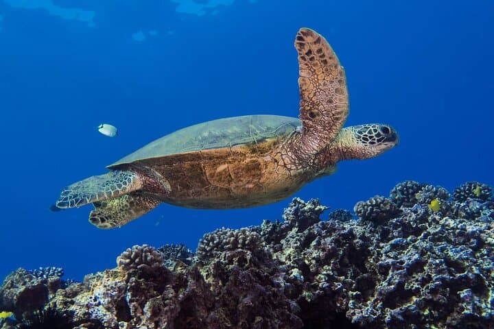 Small-Group Shallow Reef Dive in Oahu: Guided Shallow Coral Garden Boat Dive photo 2