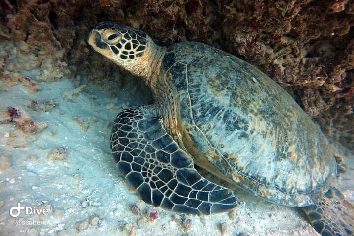 Small-Group Shallow Reef Dive in Oahu: Guided Shallow Coral Garden Boat Dive photo 3
