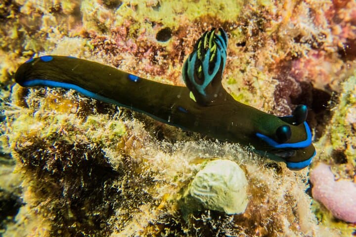 Small-Group Shallow Reef Dive in Oahu: Guided Shallow Coral Garden Boat Dive photo 4