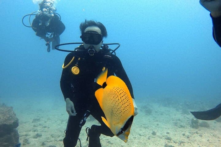 Small-Group Shallow Reef Dive in Oahu: Guided Shallow Coral Garden Boat Dive photo 5