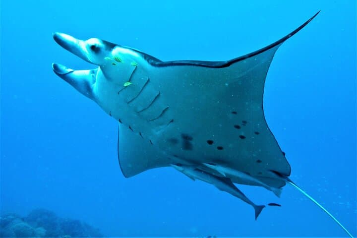 Bora Bora Lagoon Snorkel: Half-Day Reef Discovery with Manta & Eagle Rays photo 4