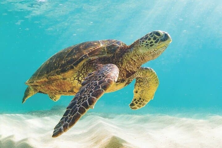 Powerboat Snorkel Tour from Nassau: Swimming Pigs, Turtles & Sandy Cay photo 2
