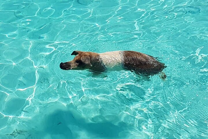 Powerboat Snorkel Tour from Nassau: Swimming Pigs, Turtles & Sandy Cay