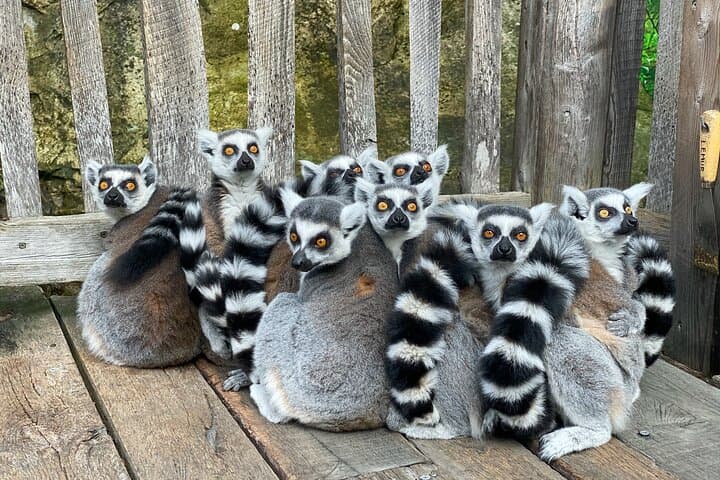 Madagascar 14-Day Classic Route: Wildlife, Baobabs & National Parks