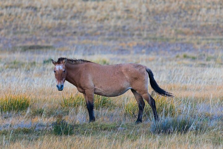 Private Khustai National Park and Ulaanbaatar City Tour — Wild Horses, Gandan Monastery & Nomad Camp photo 2