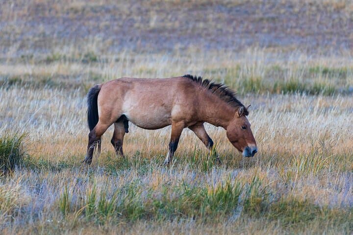 Private Khustai National Park and Ulaanbaatar City Tour — Wild Horses, Gandan Monastery & Nomad Camp photo 4