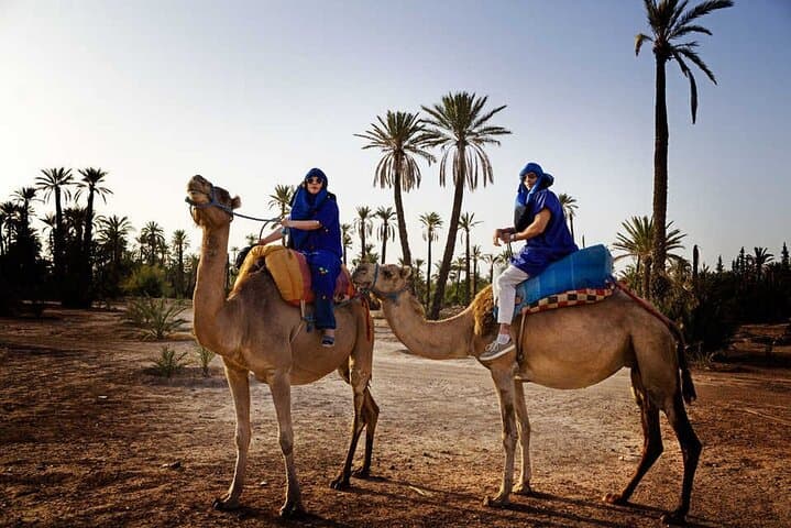Sunset Camel Ride in Marrakech Palm Grove — 1-Hour Guided Tour