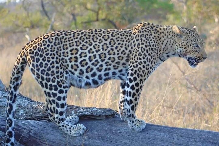 Full-Day Big Five Safari from Cape Town to Aquila Private Game Reserve photo 2