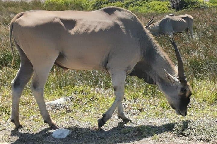 Full-Day Big Five Safari from Cape Town to Aquila Private Game Reserve photo 3