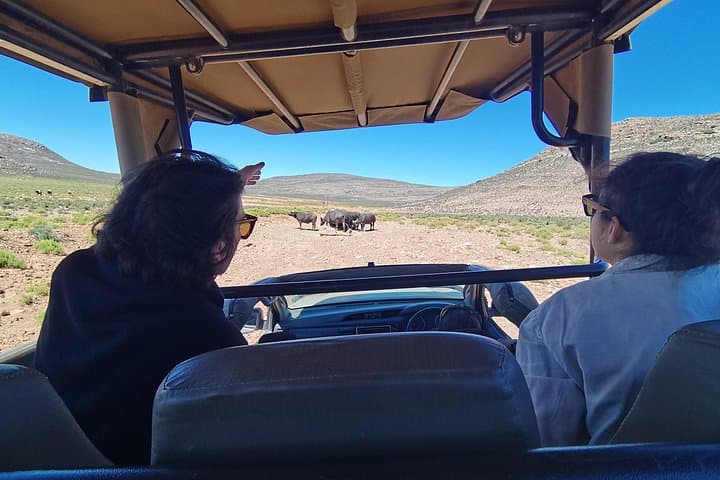 Full-Day Big Five Safari from Cape Town to Aquila Private Game Reserve photo 4