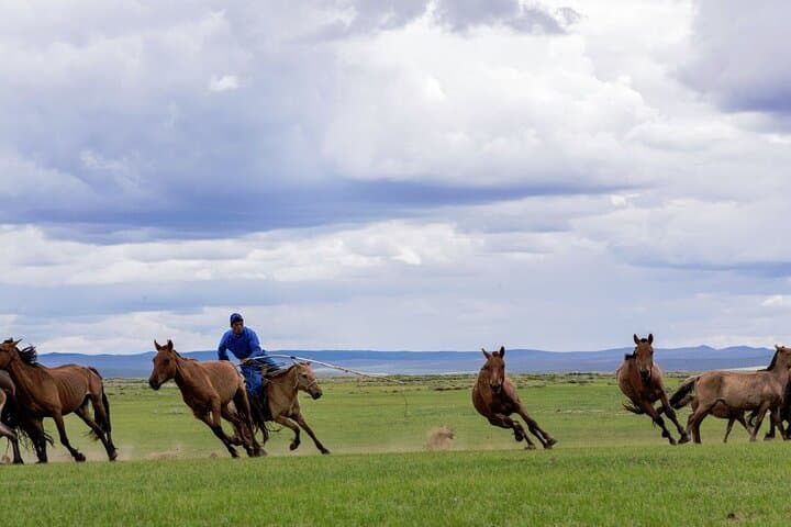 Essence of Mongolia: 5-Day Ger Stays, Kharkhorum & Hustai Wild Horses