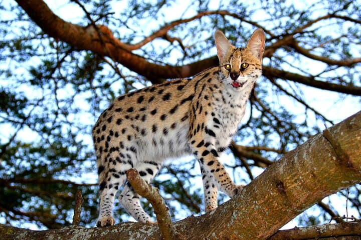 Emdoneni Wild Cat Project Day Tour from Richards Bay — Hluhluwe Wild Cat Encounters photo 2