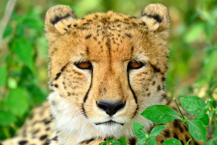 Emdoneni Wild Cat Project Day Tour from Richards Bay — Hluhluwe Wild Cat Encounters