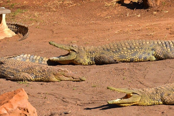 St Lucia Boat Safari: Hippos, Crocs & Birdlife from Richards Bay photo 5
