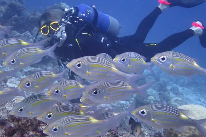 Discover Scuba Diving in Bel Ombre, Mauritius — Introductory PADI Experience photo 2