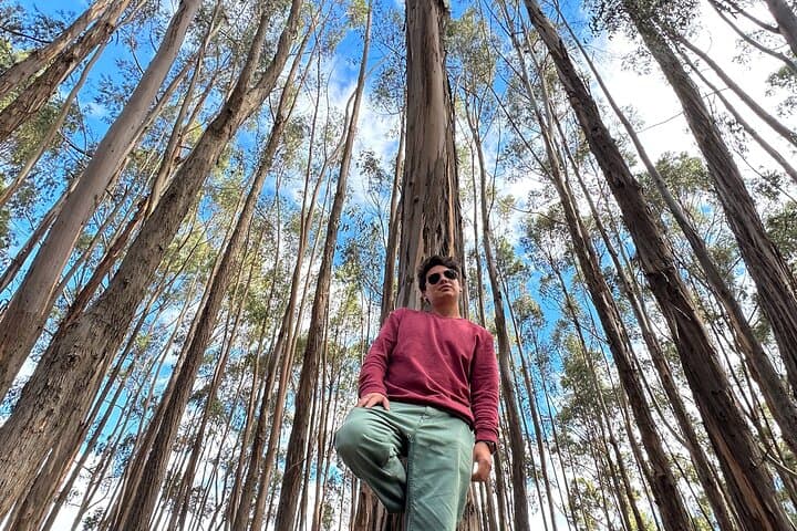 Cusco Archaeological Sites Tour & Qenqo Forest Photo Experience